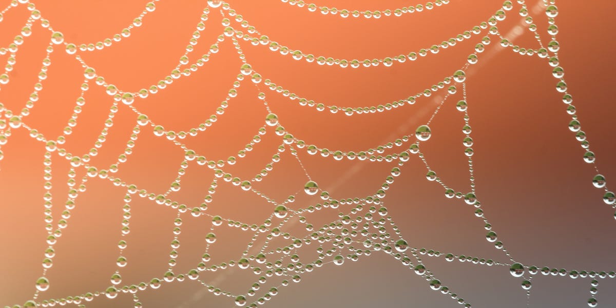 This 'Vegan Spider Silk' Could Replace Most Single-Use Plastics 1 This 'Vegan Spider Silk' Could Replace Most Single-Use Plastics