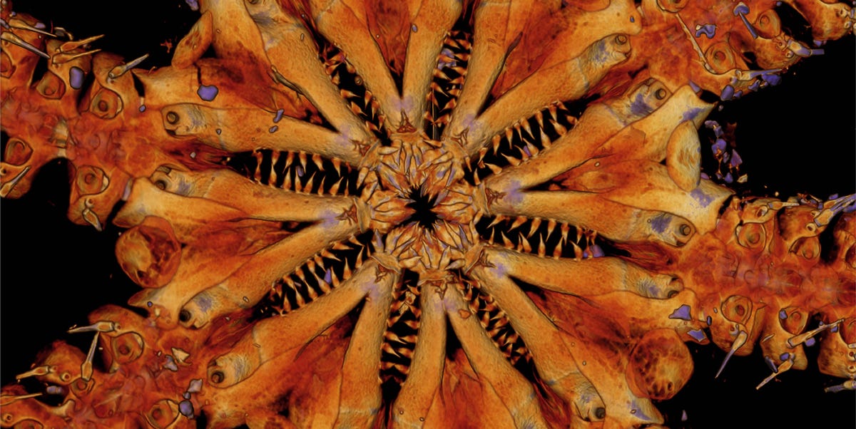 This Jurassic Deep Sea Creature Looks Like a (Terrifying) Starfish with Razor Teeth 1 This Jurassic Deep Sea Creature Looks Like a (Terrifying) Starfish with Razor Teeth