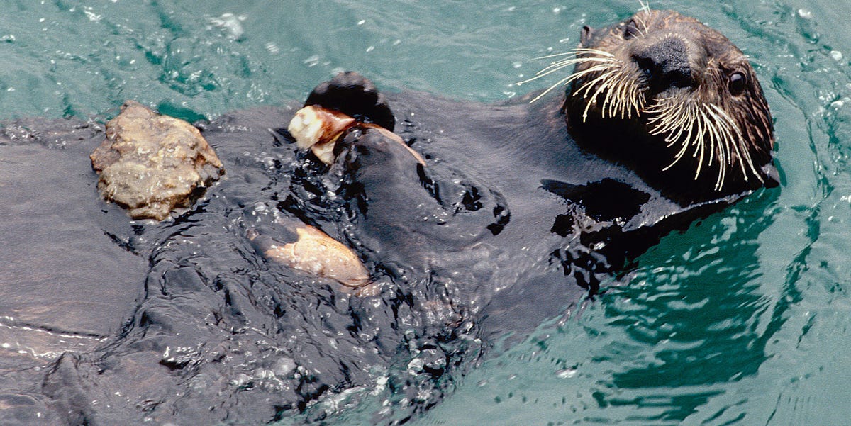 These 8 Animals Make and Use Tools Just Like We Do 1 These 8 Animals Make and Use Tools Just Like We Do