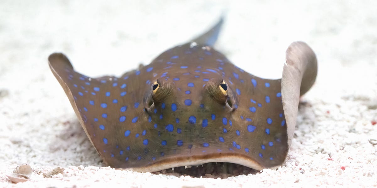 Some Fish Can Count, But No One Knows Why 1 Some Fish Can Count, But No One Knows Why