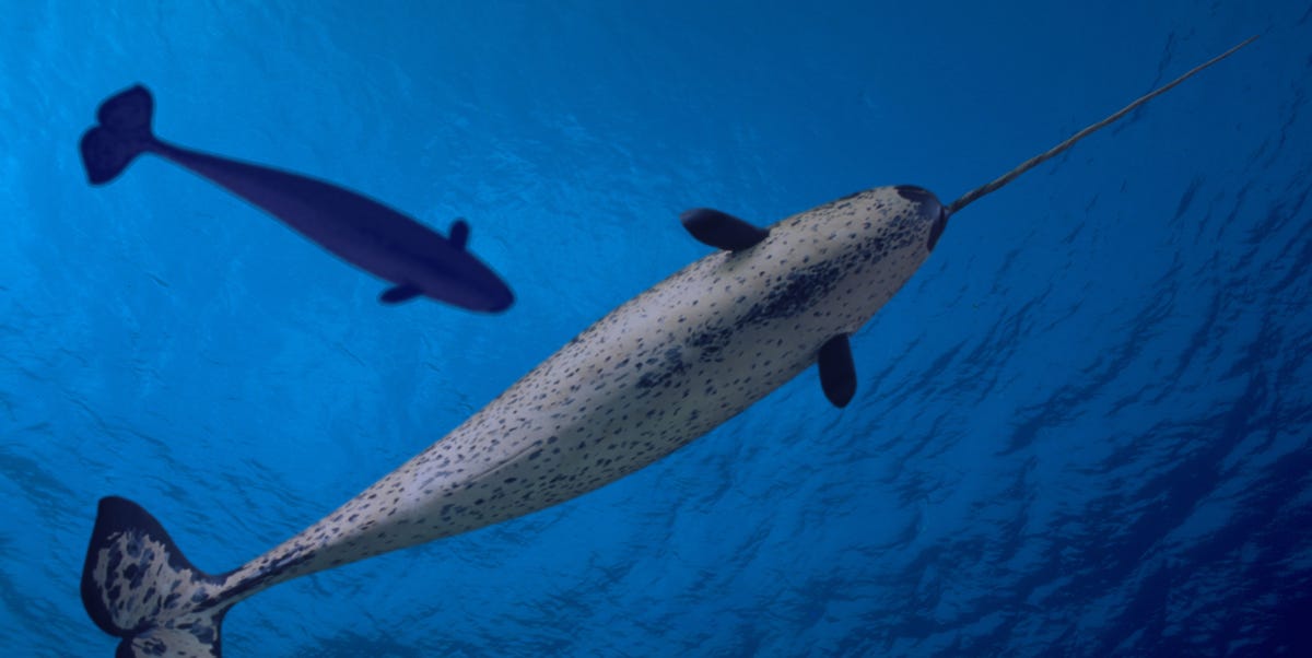 Noisy Ships Are Making Narwhals 'Frightened and Stressed' 1 Noisy Ships Are Making Narwhals 'Frightened and Stressed'
