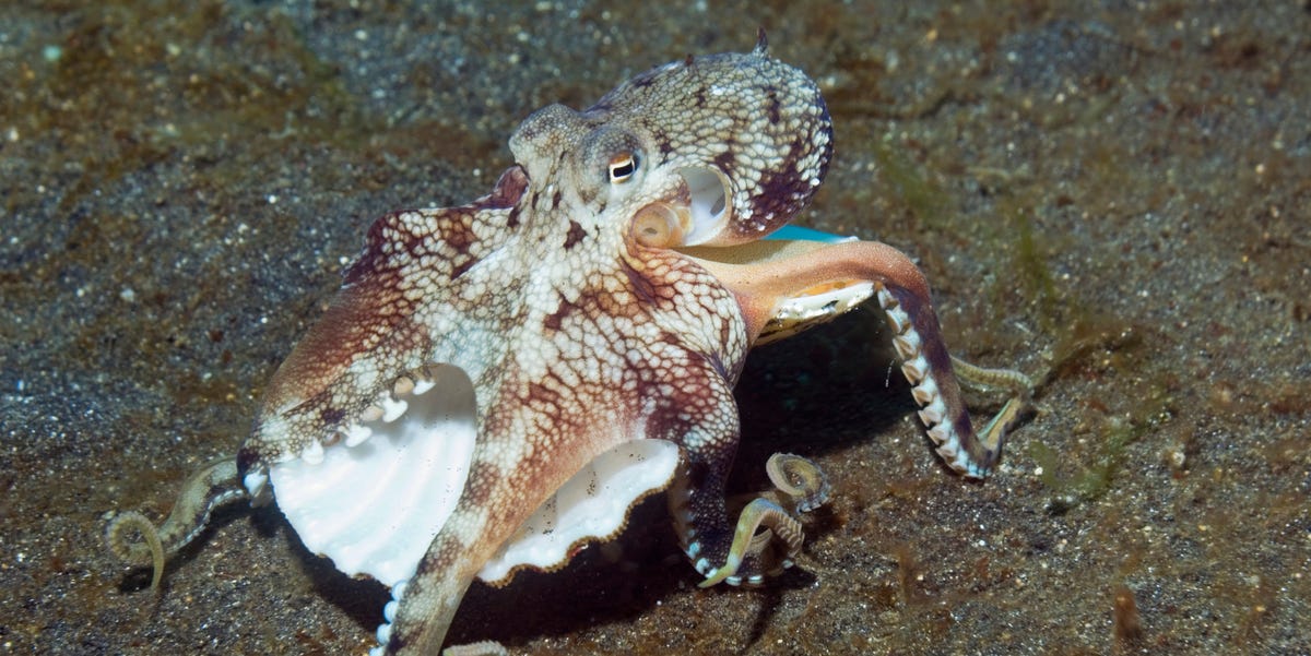 Octa-Gloves Hang On to Objects Like an Octopus 1 Octa-Gloves Hang On to Objects Like an Octopus