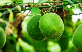 low carb sugar substitute