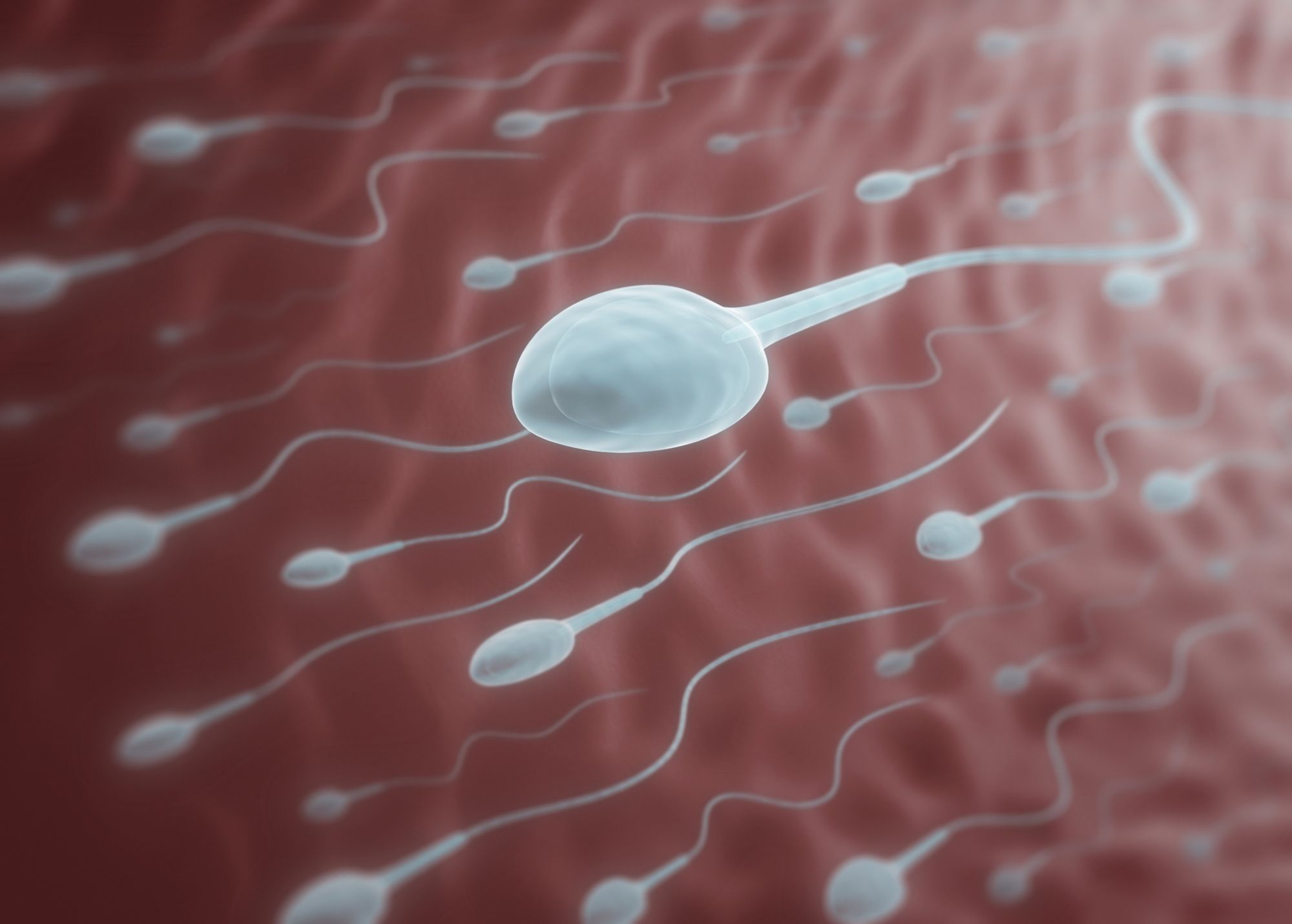 Canabis sperm count