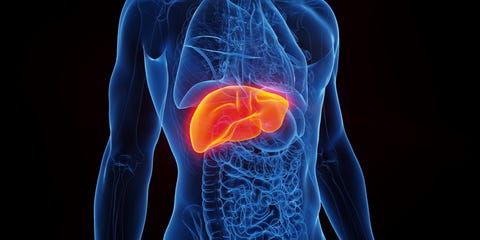 x ray like body with liver highlighted in orange