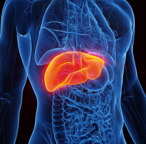 x ray like body with liver highlighted in orange x ray like body with liver highlighted in orange