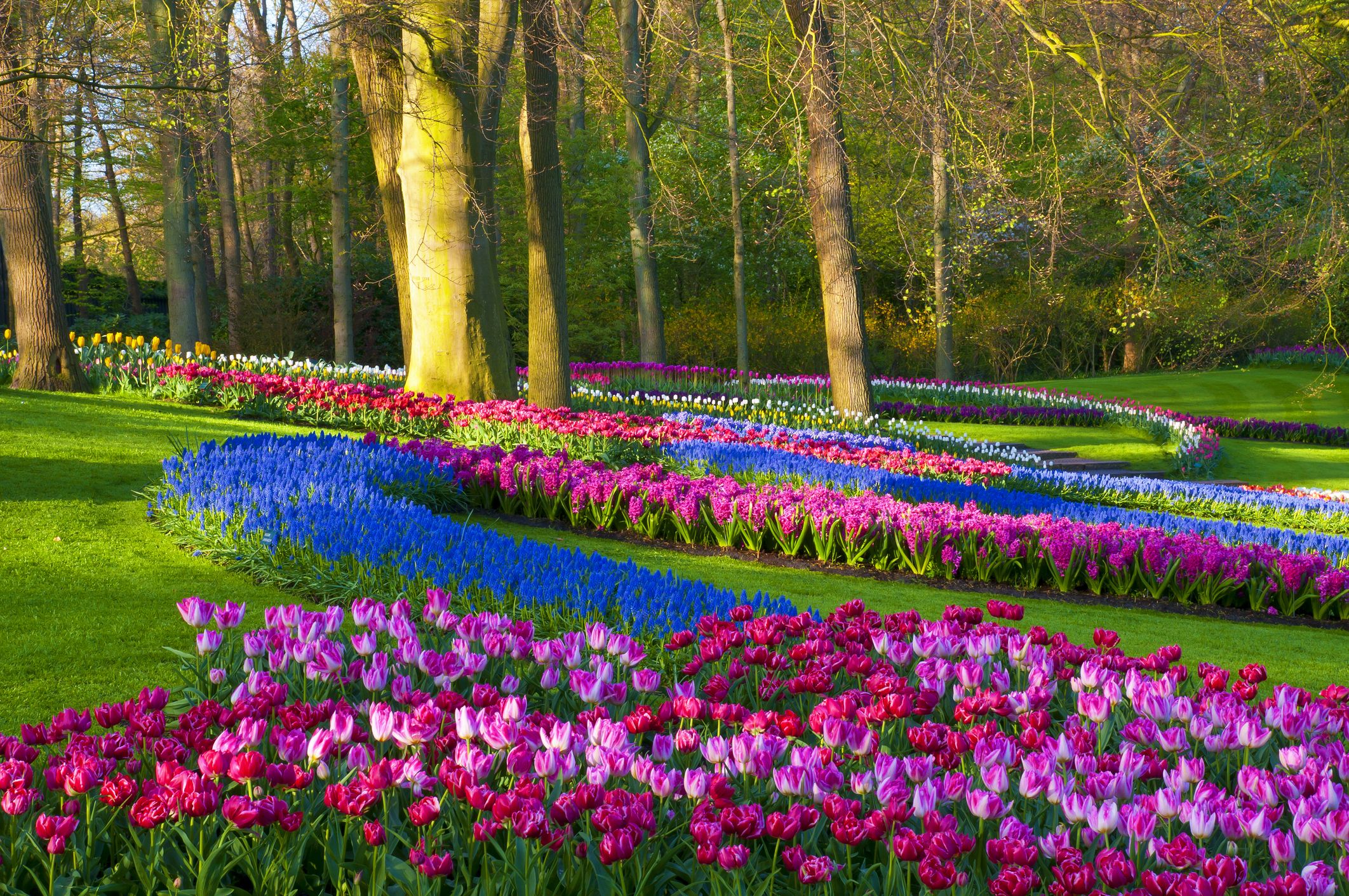 Tulip Flower Fields Amsterdam Best Flower Site