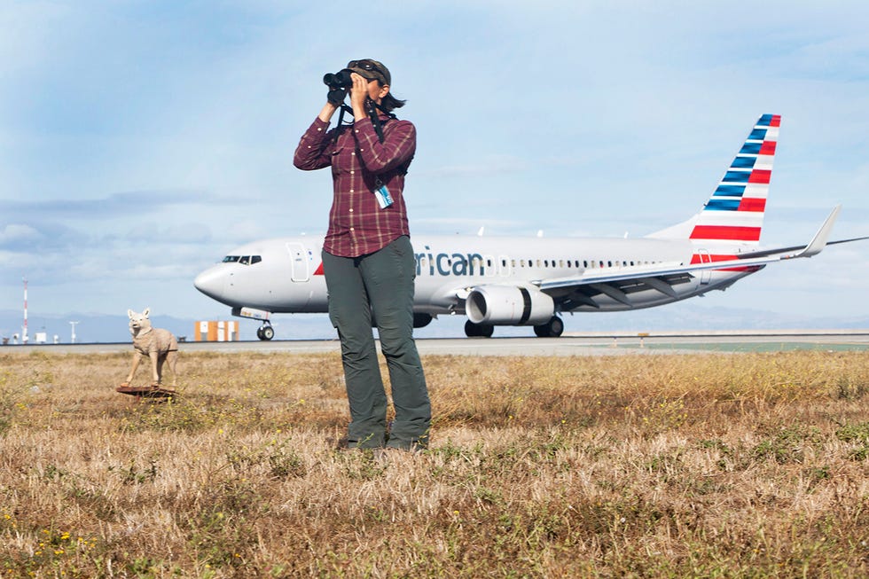 Natalie Reeder, SFO’s full-time staff biologist, is part of a 36-person airport safety officer (ASO) team at SFO that has developed a three-tiered plan to keep animals away from flight paths