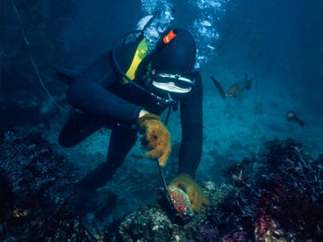 A diver pries an abalone off of a barnacle-encrusted rock. Worried about declining abalone populations, officials have banned diving for abalone.