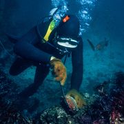 A diver pries an abalone off of a barnacle-encrusted rock. Worried about declining abalone populations, officials have banned diving for abalone.