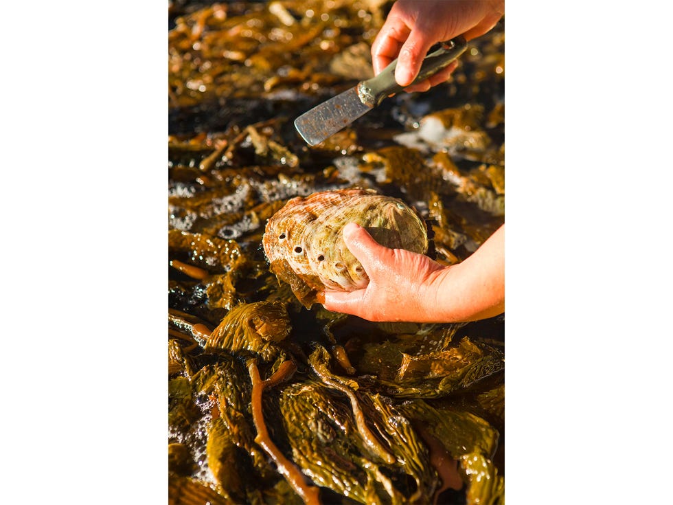 Farm-raised abalone being harvested in Goleta.
