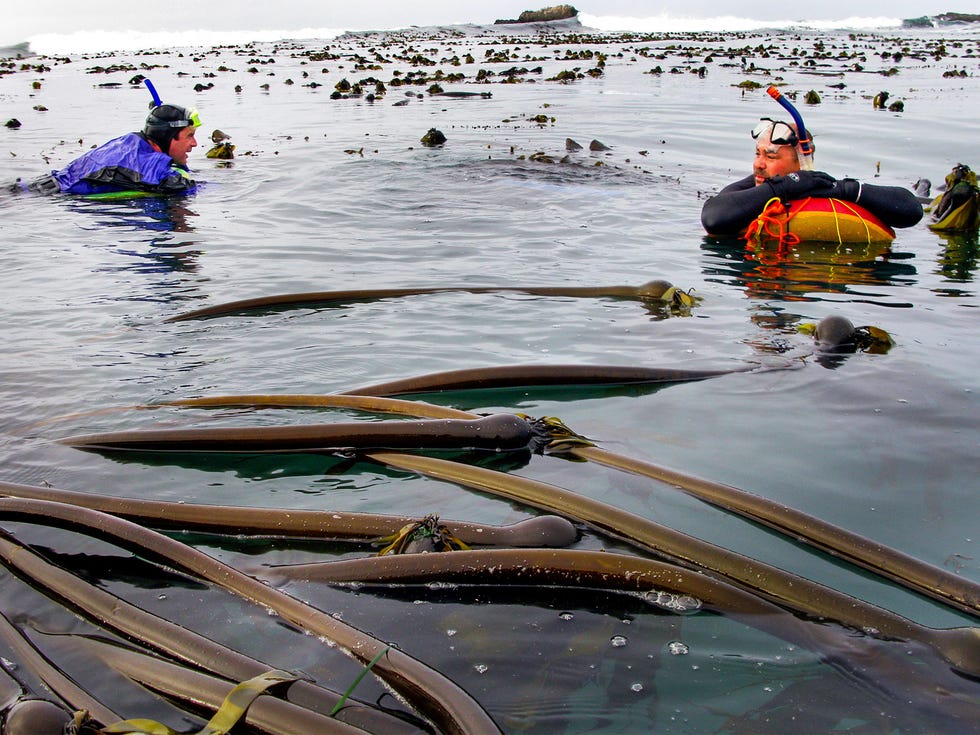Prior to the ban on diving for abalone, divers would look for the shellfish in the kelp-filled waters of places like Van Damme State Park in Mendocino County.