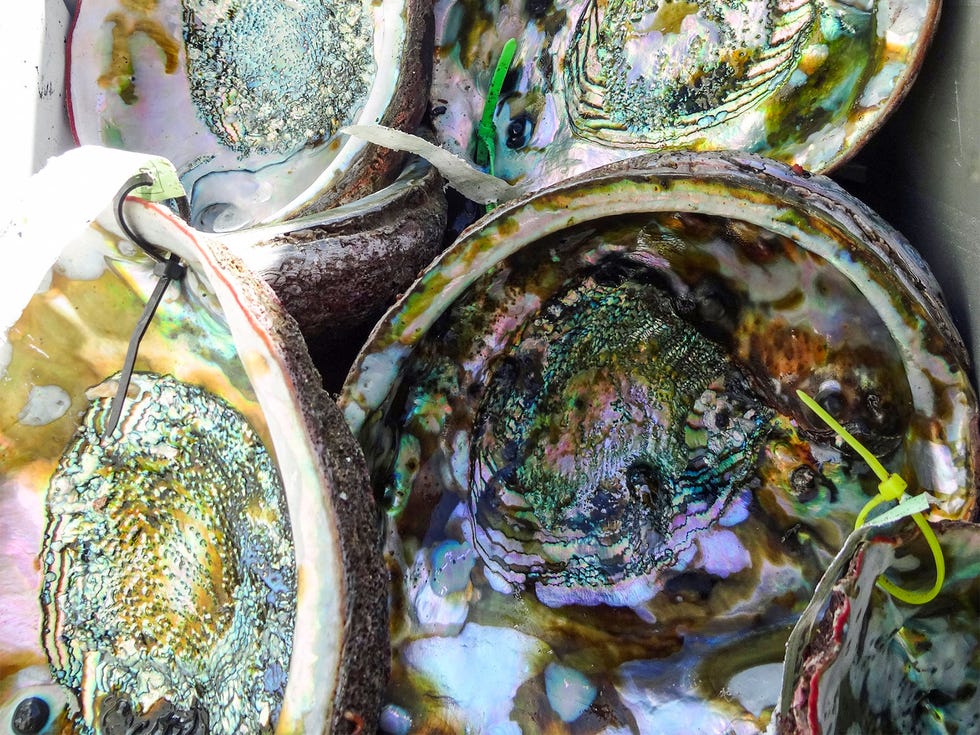 The brilliant iridescence of abalone shells have made them popular with artists, decorators and souvenir collectors.