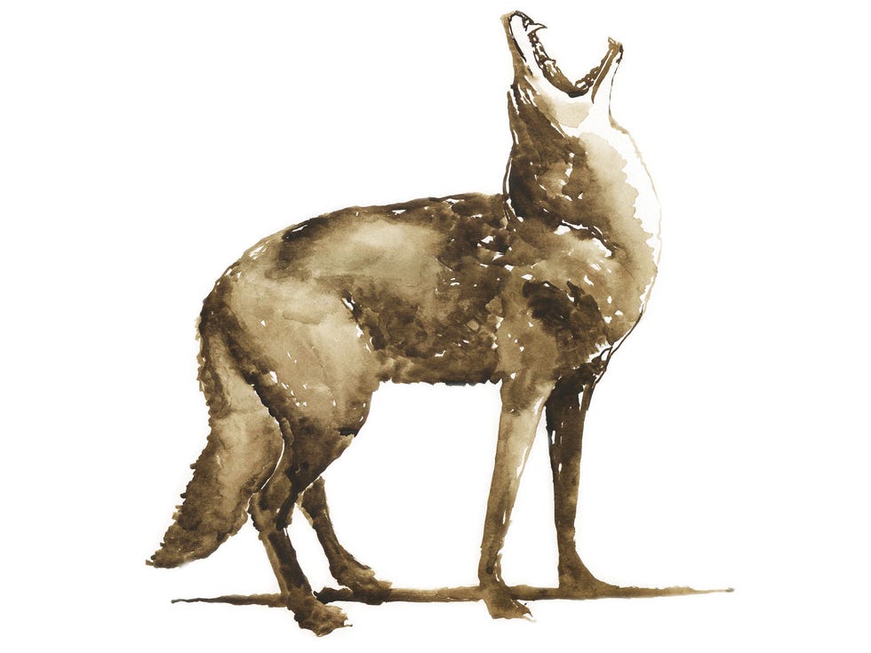 Howling Coyote: Obi Kaufman Watercolor