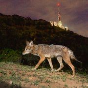 one of los angeles’ urban coyotes passing by the hollywood sign in griffith park