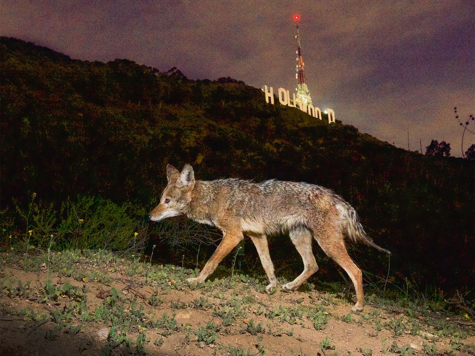 one of los angeles’ urban coyotes passing by the hollywood sign in griffith park