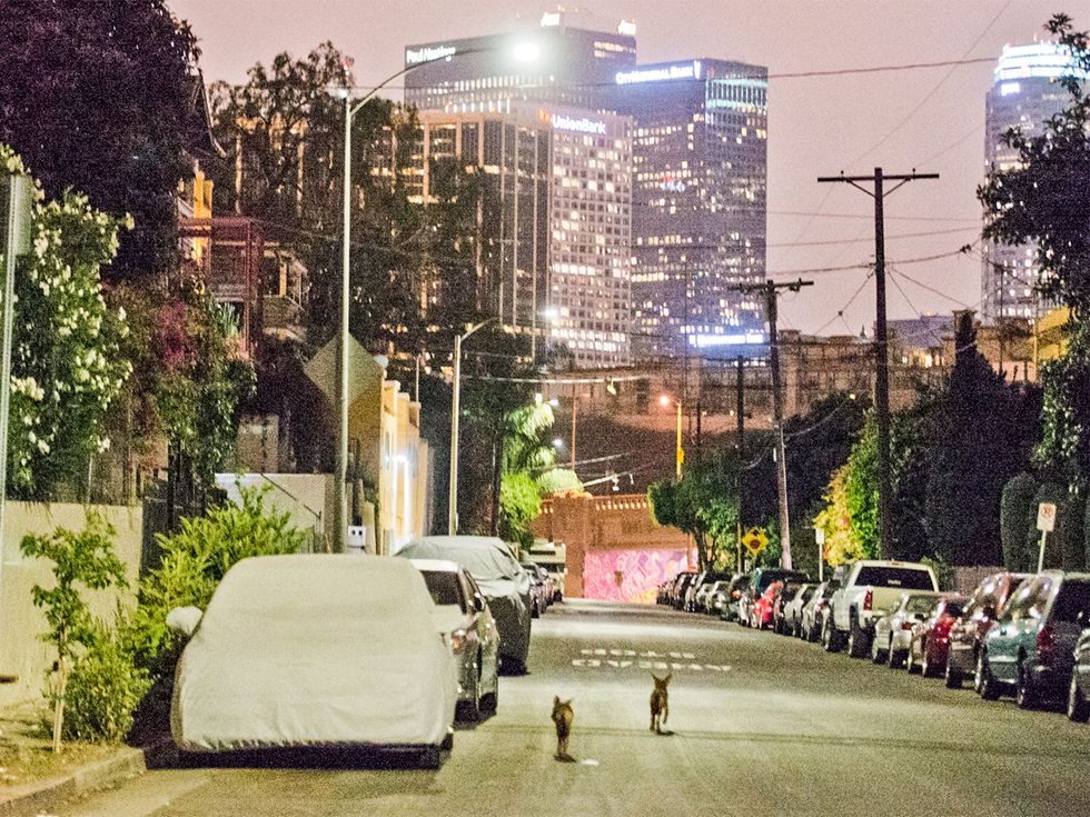 Increasingly brazen and unafraid of human contact, a pair of coyotes walk down a street in Los Angeles.