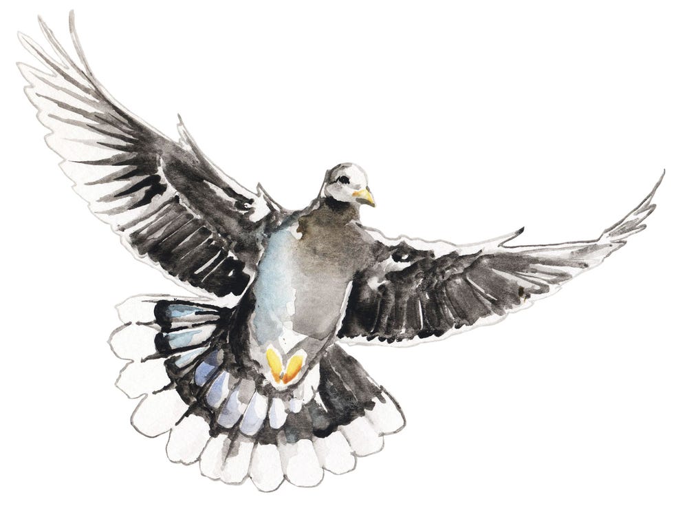 Dove in Flight: Obi Kaufman Watercolor