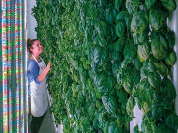 Under the glow of LED light arrays, Plenty’s crops grow on 20-foot-tall towers inside a climate-controlled facility in South San Francisco.