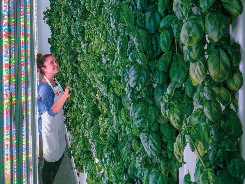 Under the glow of LED light arrays, Plenty’s crops grow on 20-foot-tall towers inside a climate-controlled facility in South San Francisco.
