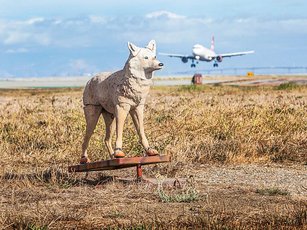 A plastic coyote patrols a runway at San Francisco International Airport to prevent birds from interfering with airplane traffic.