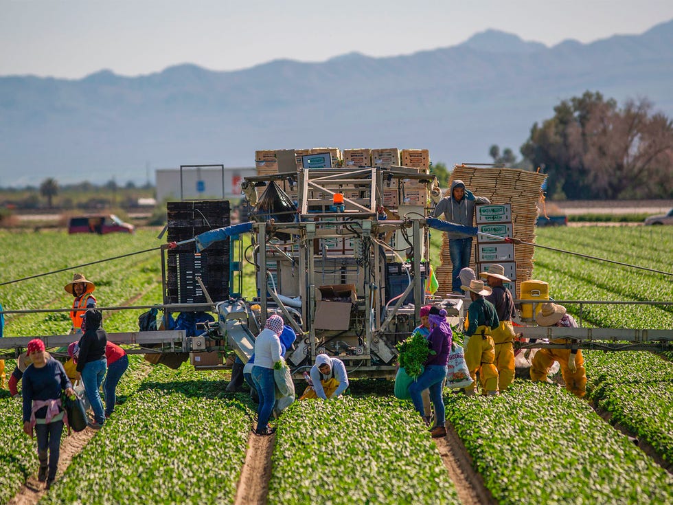 Farm workers harvest spinach near Coachella. President Donald Trump’s crackdown on immigration could worsen the state’s shortage of agricultural labor.