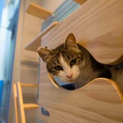 AnnenbergPetSpace_21a5604 A cat waiting for adoption peeks out from a fish-shaped cut-out at Wallis Annenberg PetSpace in Los Angeles.