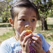 Eight-year-old volunteer Sydney Tran, from San Gabriel, enjoys an orange.