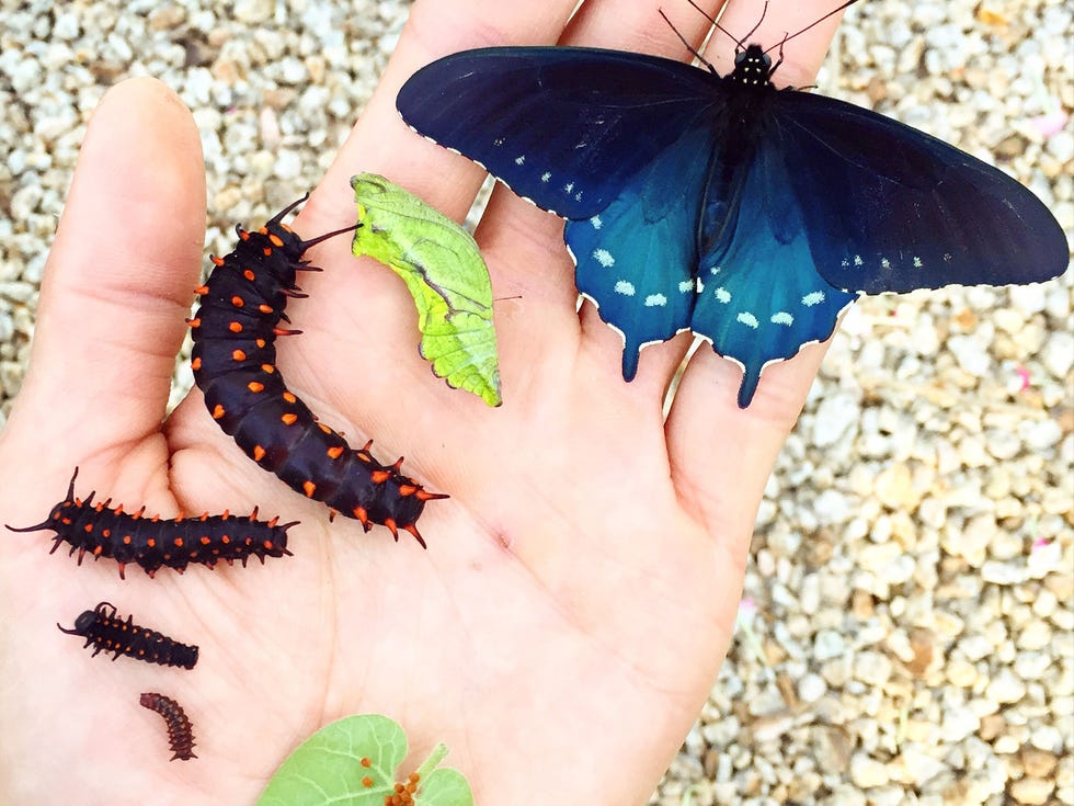 The life stages of the California pipevine swallowtail butterfly, from caterpillar to chrysalis to brightly colored butterfly. Biologist Tim Wong raises the butterflies at the San Francisco Botanical Garden.