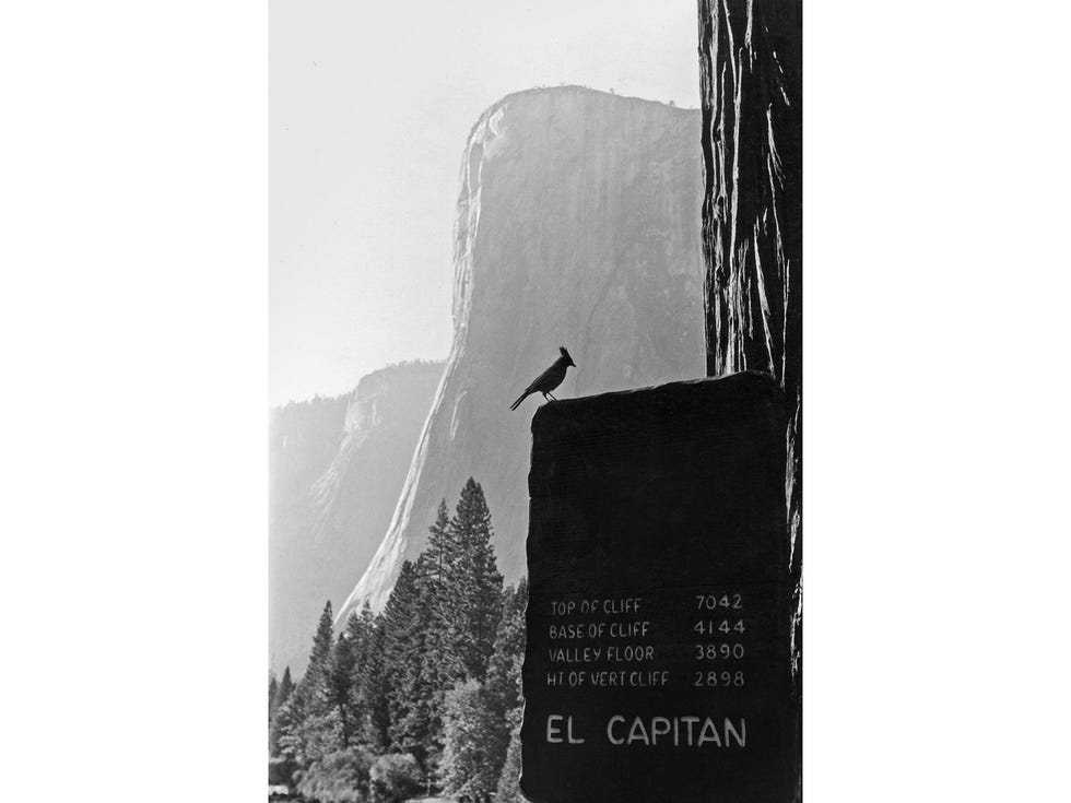 A Steller’s jay on El Capitan photographed in 1960 by pioneering climber Tom Frost.