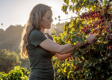 Lindsey Mesta, Frinj’s co-founder and chief marketing officer, examines coffee beans on the firms' bushes.