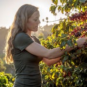 ATA110818coffee Img01 Lindsey Mesta, Frinj’s co-founder and chief marketing officer, examines coffee beans on the firms' bushes.