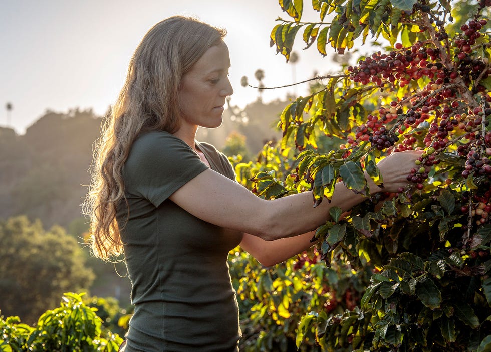 Lindsey Mesta, Frinj’s co-founder and chief marketing officer, examines coffee beans on the firms' bushes.