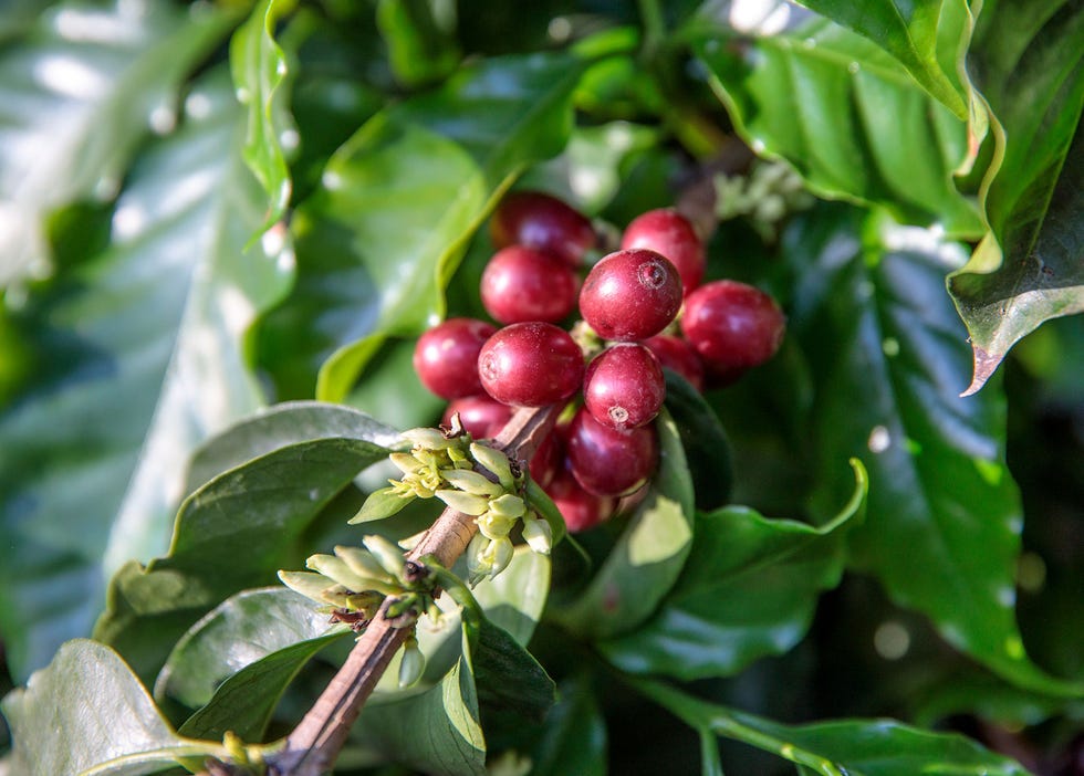 Coffee beans ripening on Frinj's bushes.