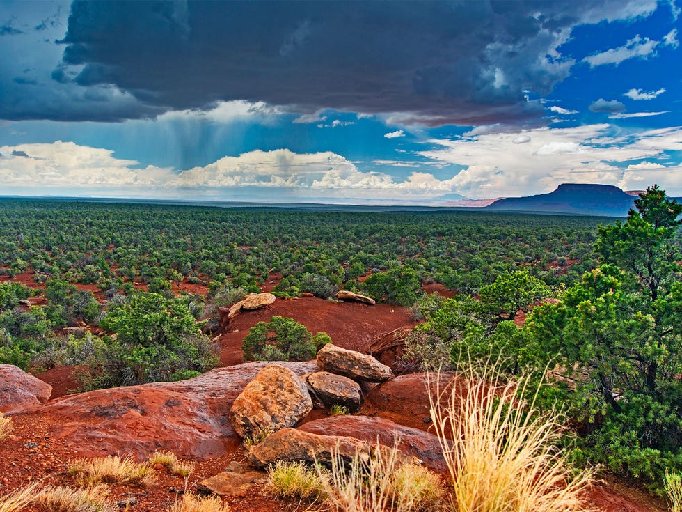 A summer thundershower drifts across a desert forest on Cedar Mesa, an area previously protected as part of the Bears Ears National Monument. Navajo Mountain, a Native American sacred site, rises in the far distance.