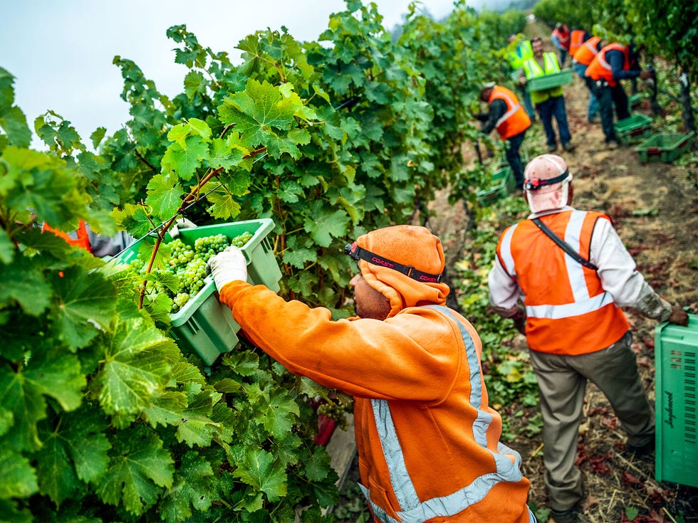 Workers at Inglenook winery in Napa Valley harvest sauvignon blanc grapes. Francis Ford Coppola and his wife, Eleanor, purchased the winery in 1975 with a goal of returning it to greatness.