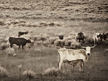 Mothering Up, Wyoming Range, 2014; Inset: “100 Years 100 Ranchers” (2012).