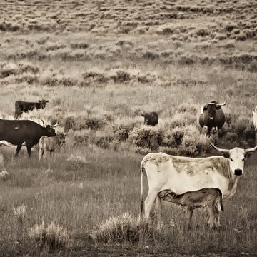 ATA010819portfolio_img01 Mothering Up, Wyoming Range, 2014; Inset: “100 Years 100 Ranchers” (2012).