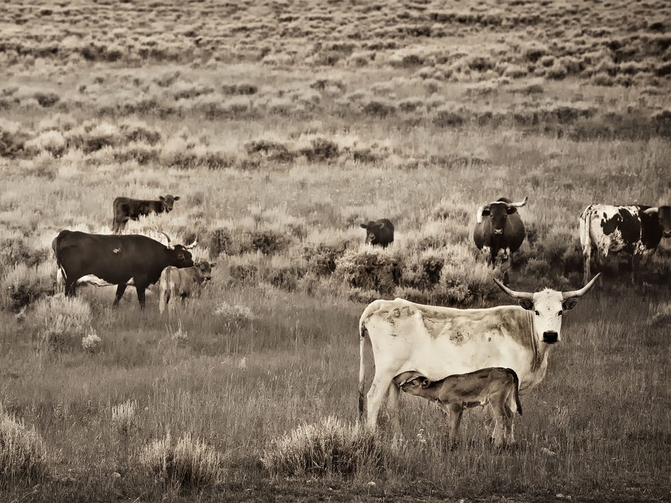 Mothering Up, Wyoming Range, 2014; Inset: “100 Years 100 Ranchers” (2012).