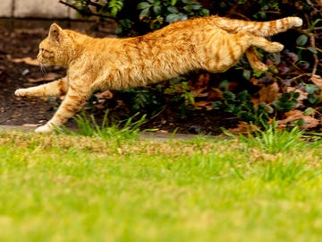 A feral cat runs free in Sage Park, two miles from Disneyland Park in Anaheim, California.
