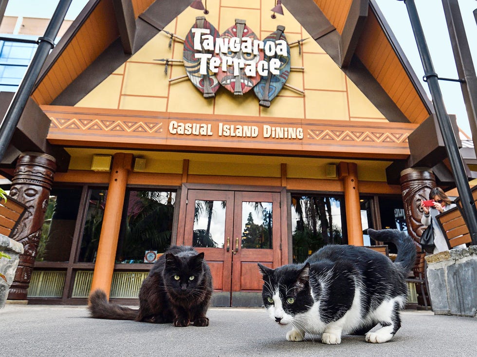 Sammy and Pepper, two feral cats who live at the Disneyland Resort, sit in front of Trader Sam’s restaurant as an onlooker takes their picture.