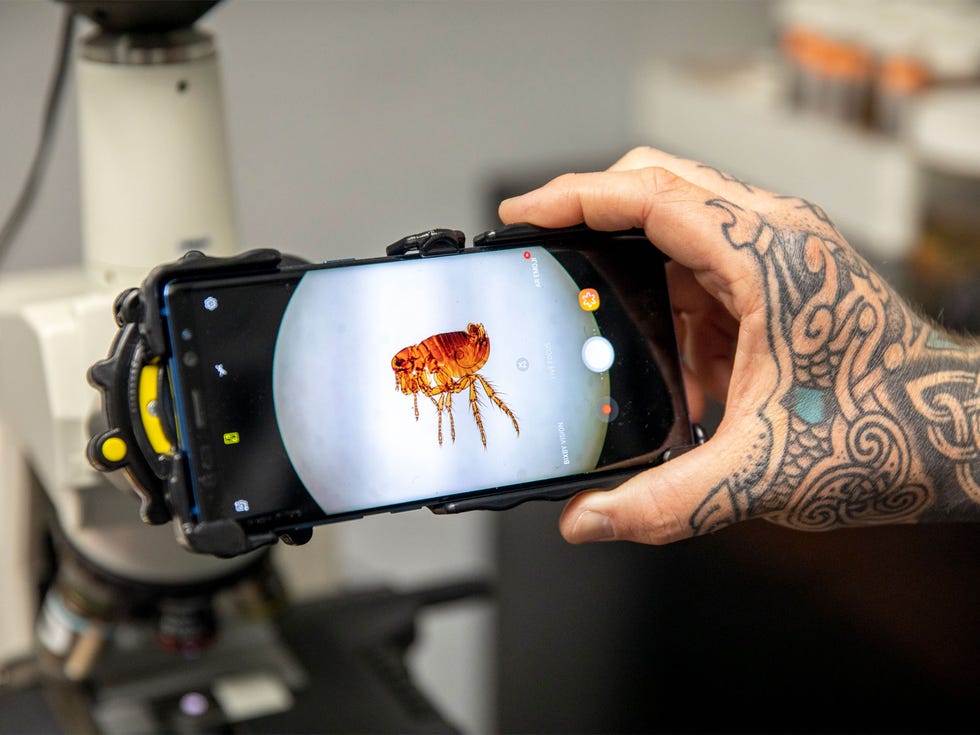 Feral cats can spread flea-borne typhus. Here a flea mounted on a slide is on display at the Orange County Mosquito and Vector Control District in Garden Grove, California.