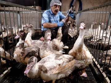A farmworker in Soultz-les-Bains force-feeds a duck as part of the gavage, a process that fattens the birds’ livers for foie gras.