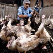 A farmworker in Soultz-les-Bains force-feeds a duck as part of the gavage, a process that fattens the birds’ livers for foie gras.