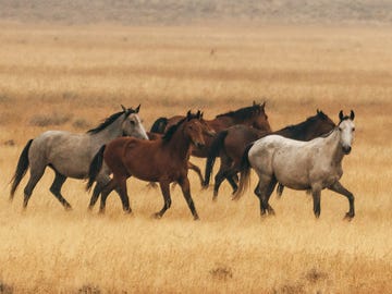 the ever growing population of feral horses threatens the emigrant springs ecosystem