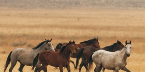 the ever growing population of feral horses threatens the emigrant springs ecosystem