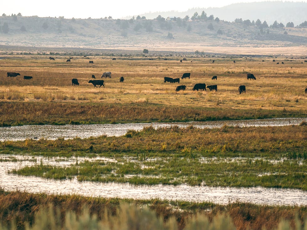Bowing to the needs of wild horses and pressure from their advocates, federal agencies have severely restricted access to the grazing lands of Emigrant Springs by cattle from Alturas Ranches and others.