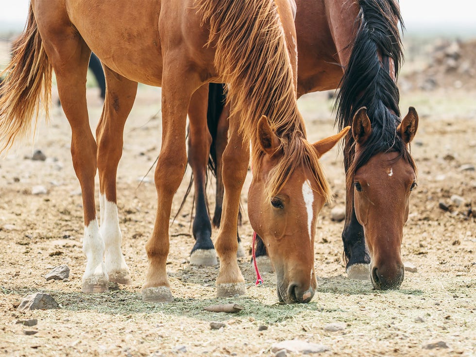 Wild horses like these, which were removed from public lands, often end up in long-term holding facilities, at an average lifetime cost of $50,000 per animal.