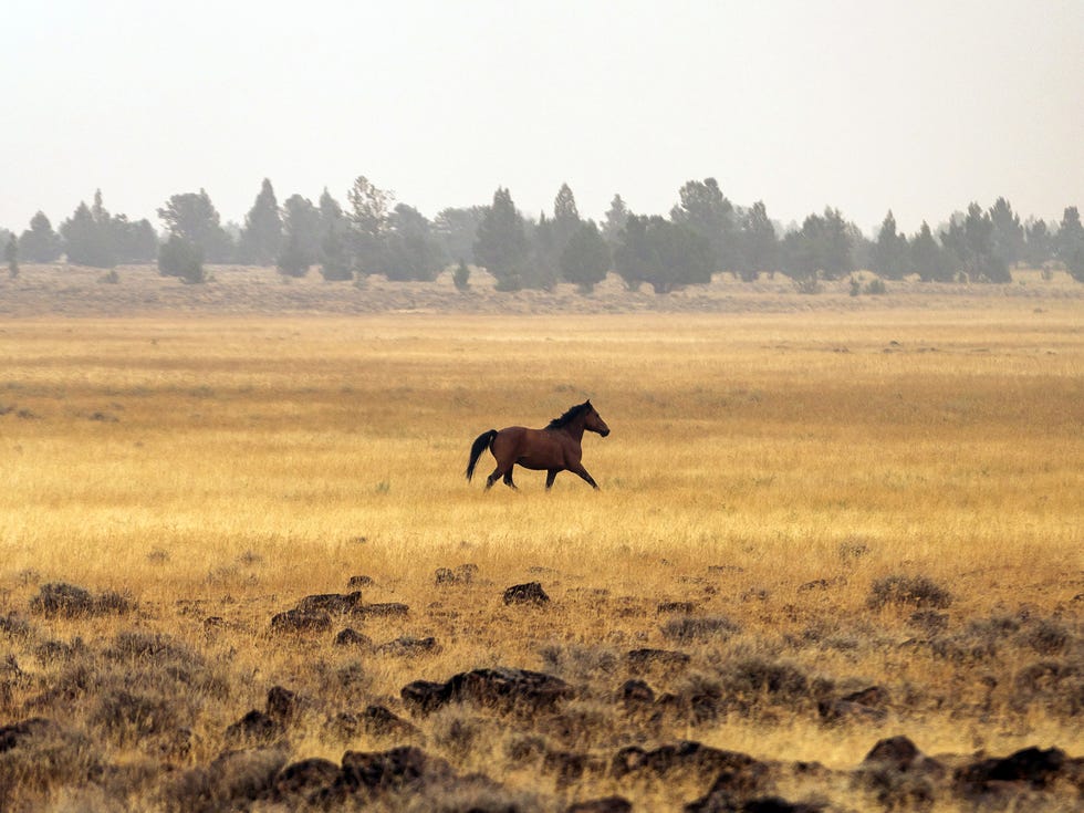 The ever-growing population of feral horses threatens the Emigrant Springs ecosystem.
