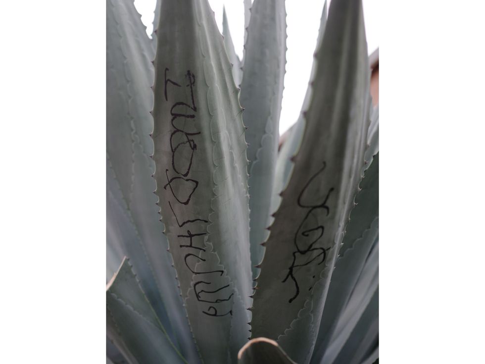 This plant in Reed's North Oakland neighborhood has been tagged with graffiti.